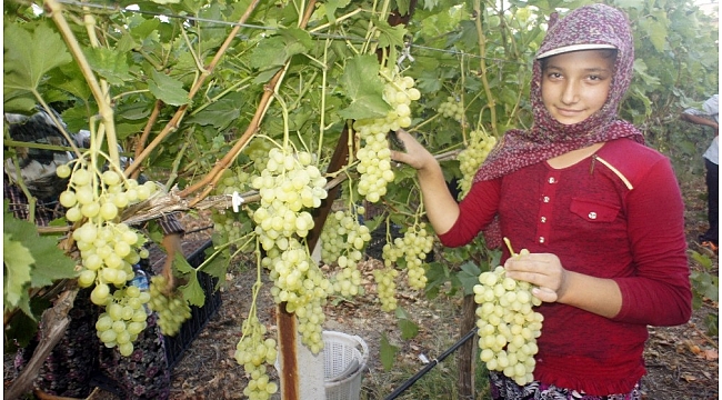 Türkiye'nin üzüm ambarında hasat dönemi