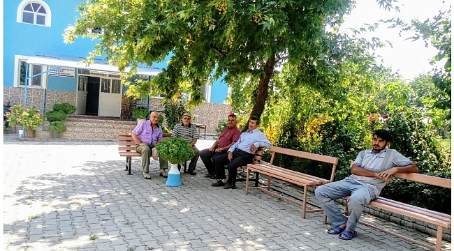 Cami bahçesi botanik bahçesine döndü