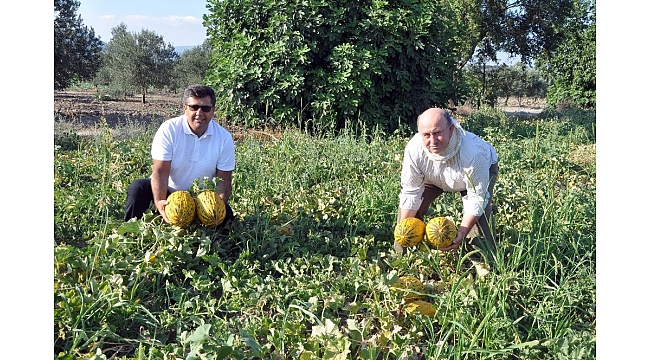 Kırkağaç kavununda ilk hasat yapıldı