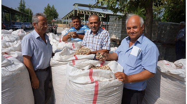 Sarıgöl'de haşhaş kapsülü alımları başladı