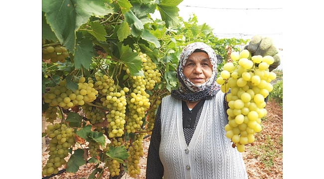 Sarıgöl'de üzüm hasadına başlandı