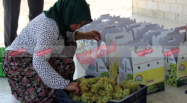 Sultani üzümde ihracat yarın başlıyor