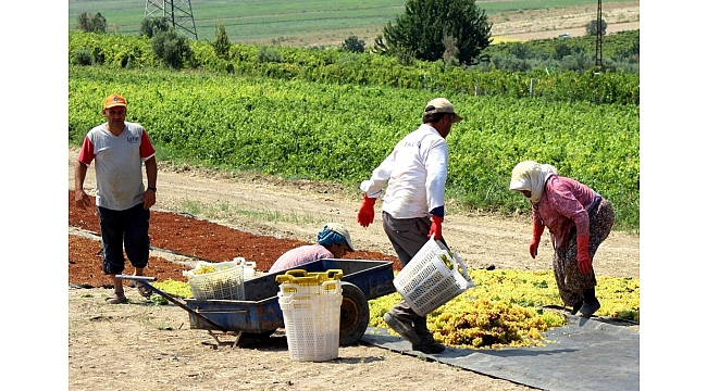 Üzüm üreticisine 'Erken hasat' uyarısı