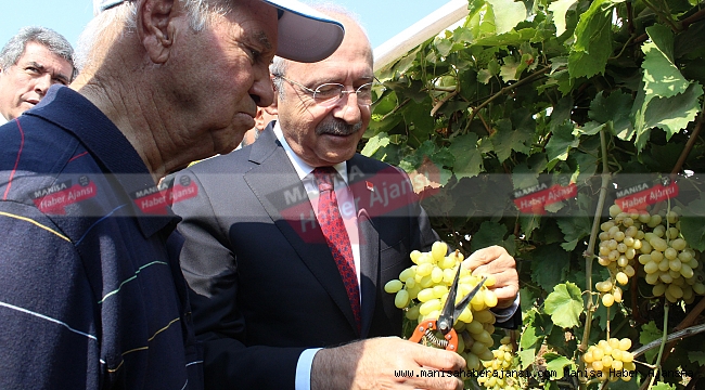 Kılıçdaroğlu bağda üzüm kesti