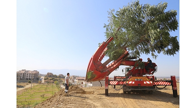 Nakledilen ağaçlar yeni toprağıyla buluşuyor