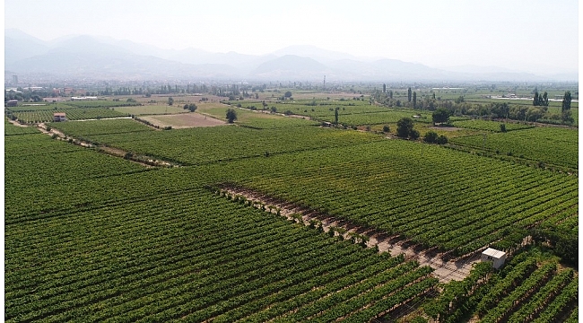 Türkiye'nin organik ürünleri Manisa'dan