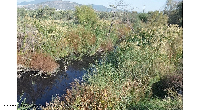 Fabrika atıkları balıkları oksijensiz bıraktı