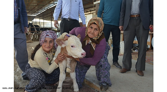 Kula'da ithal gebe düveler üreticilere teslim edildi
