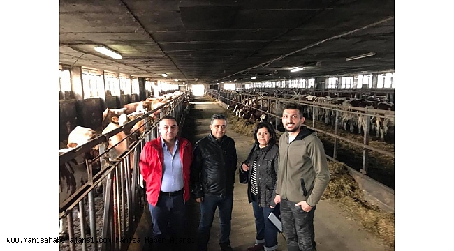 Kula'da süt üreticileri destekleniyor