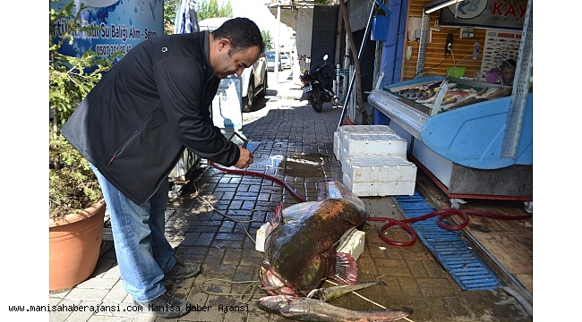 Manisa'da dev yayın balığı şaşkınlığı