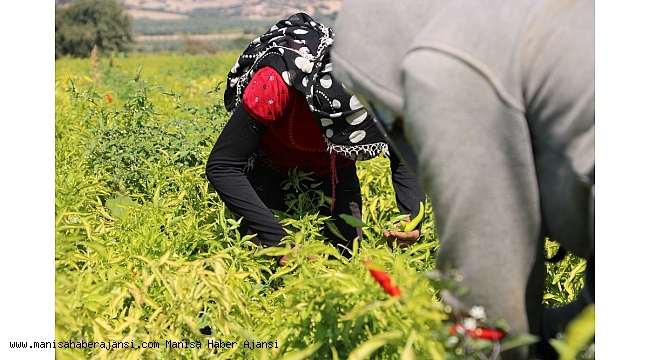 Manisalı biber üreticileri devletten prim bekliyor