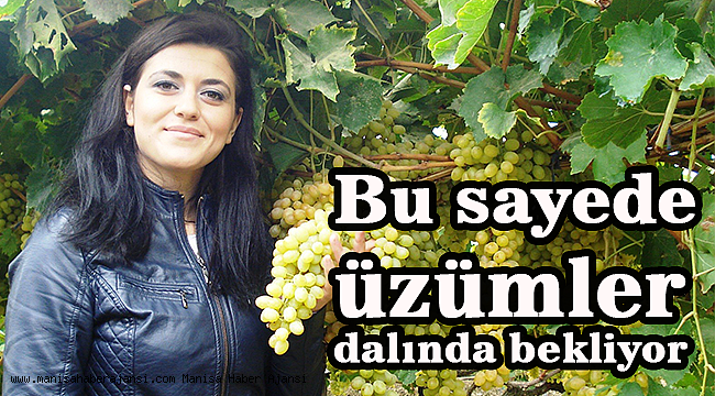Örtü sayesinde üzümler dalında bekliyor