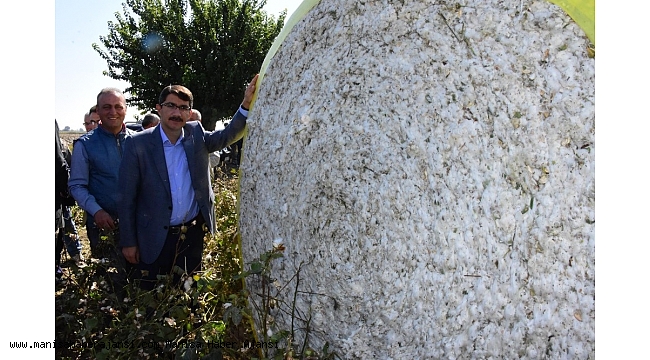 Şehzadeler'de pamuk hasadına başlandı