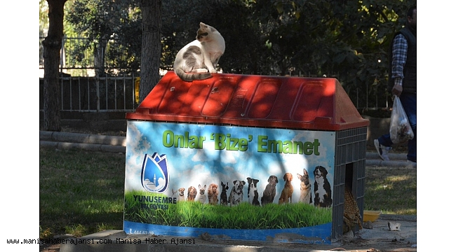 Sokak hayvanlarına özel ilgi