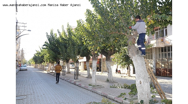 Budanan ağaçlar ihtiyaç sahiplerine yakacak olarak dönecek