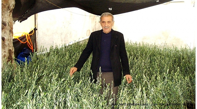 Sarıgöl Ziraat Odası'ndan 15 bin zeytin fidanı