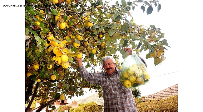 Sarıgöl'de ayva bereketi