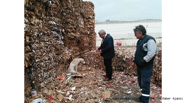 Kazada yaralanan köpeğe büyükşehir sahip çıktı