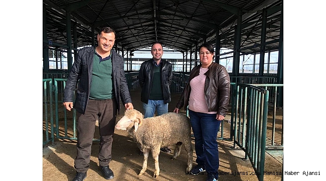Salihli'de damızlık koç dağıtıldı