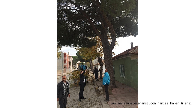 Saruhanlı'da ağaçlara kışlık bakım