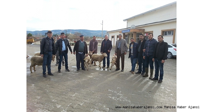 Selendi'de yetiştiricilere damızlık koç dağıtıldı