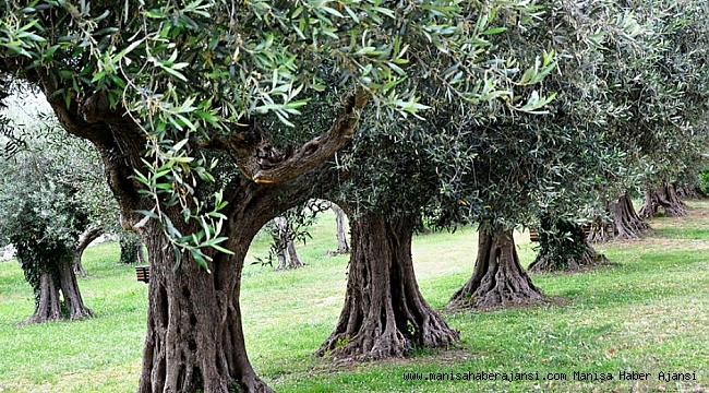 Zeytin ağacından düşen çiftçi hayatını kaybetti