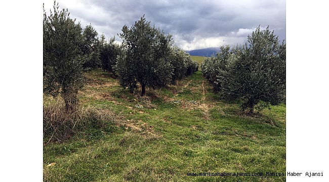 Manisa'da bin 500 zeytin ağacı taşındı
