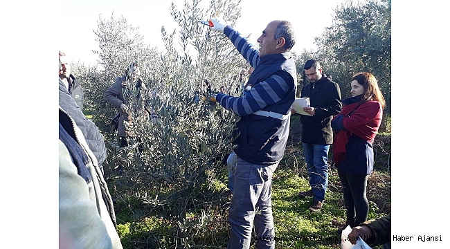 Salihli'de üreticilere zeytin budama eğitimi verildi