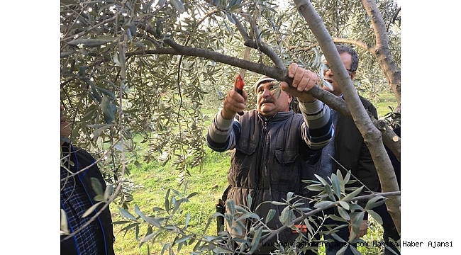 Sarıgöl'deki zeytin üreticilerine budama eğitimi