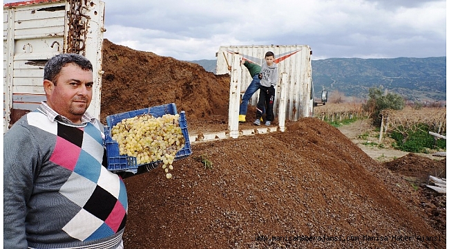 Sarıgöl'ün üzüm bağlarında doğal gübre kullanılıyor