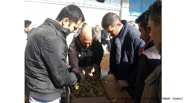 Selendi'de yeni mahsül tütün alımları başladı