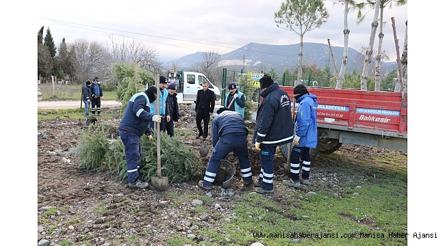 Sökülen ağaçlar yeniden toprakla buluştu