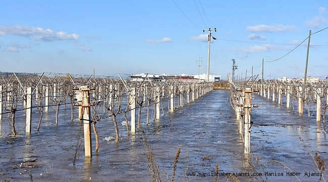 Üzüm bağlarını buz tuttu, üretici sevindi