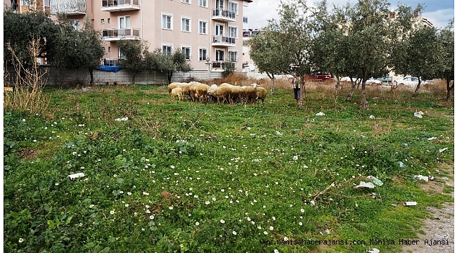 Yeşeren doğa koyun ve kuzulara yaradı