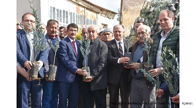 20 bin zeytin fidanı toprakla buluşacak