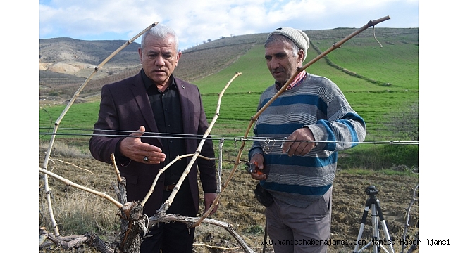 Alaşehir üzüm bağlarında kışlık bakım çalışmaları sürüyor