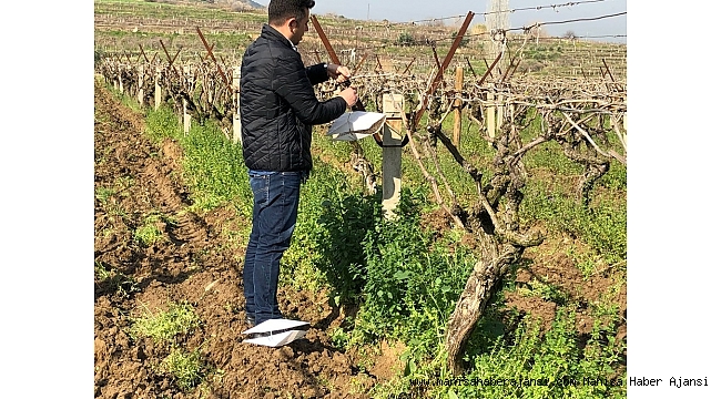 Salkım güvesine tuzaklı önlem