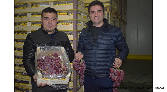 Yaş üzüm ihracatında son tır Alaşehir'den yola çıktı