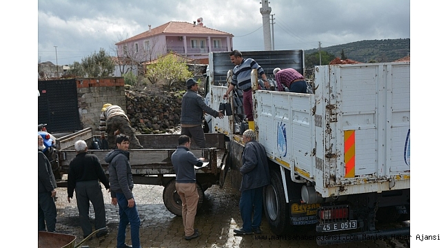 Yunusemre&#039;de fidan dağıtımları sürüyor
