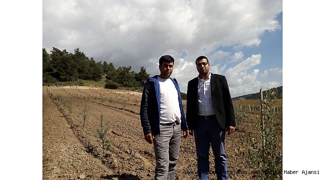 Ahmetli'nin fidanları kontrol altında