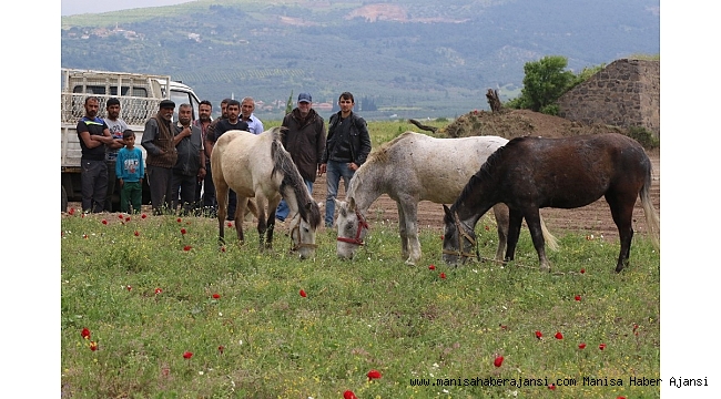 Akhisar'da ilk kez at panayırı düzenleniyor