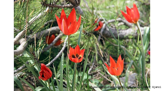 Bu çiçeği koparan yandı: Cezası 48 bin TL