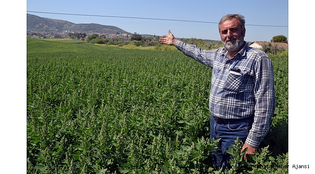 Çiftçinin yeni gözdesi: Kinoa