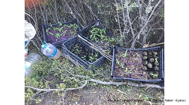 Manisa'da 300 kök kenevir ele geçirildi