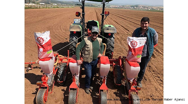 Manisa'da 'beyaz altın' toprakla buluşuyor