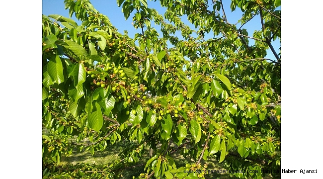 Selendili kiraz üreticileri sezondan umutlu
