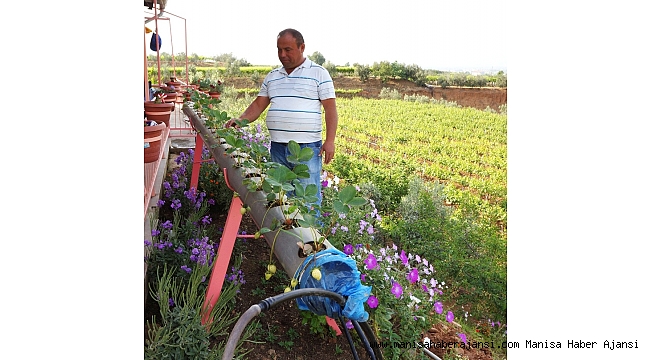 Su borularının içinde çilek yetiştirdi