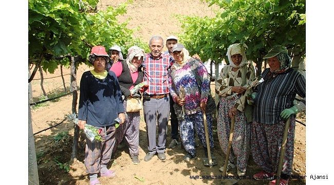 1 Mayıs'ta üzüm bağında çalışmaya devam ettiler