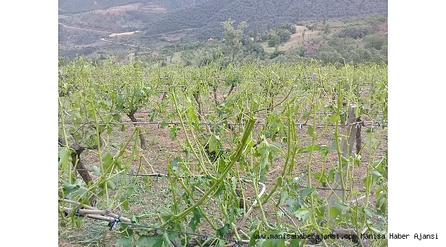 Alaşehir'de dolu ekili arazileri vurdu
