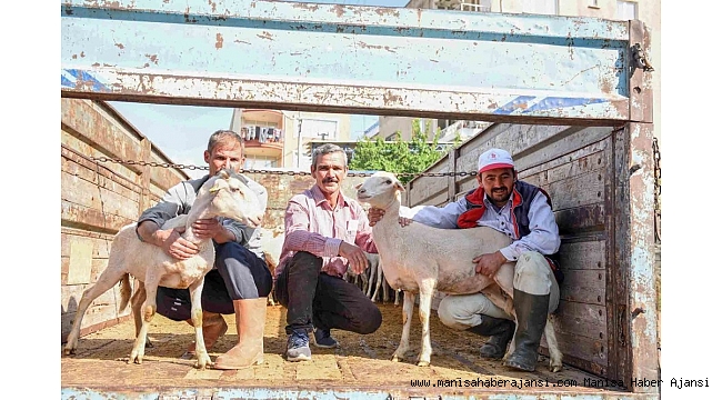 Gördesli çiftçilere küçükbaş hayvan desteği